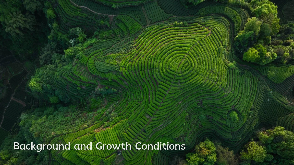 Background and Growth Conditions