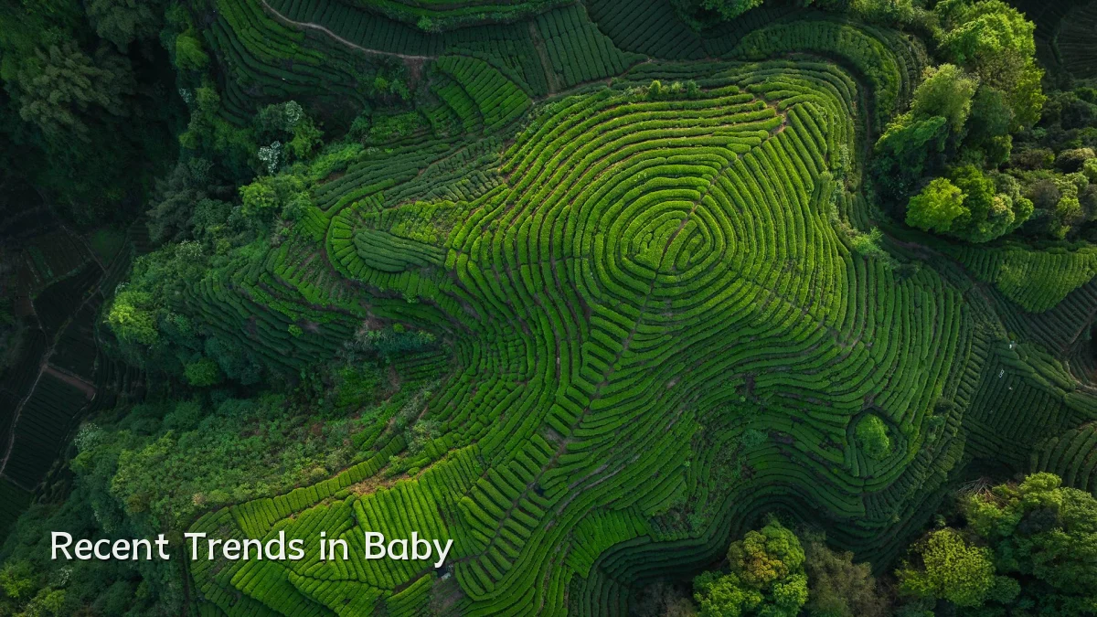 Recent Trends in Baby