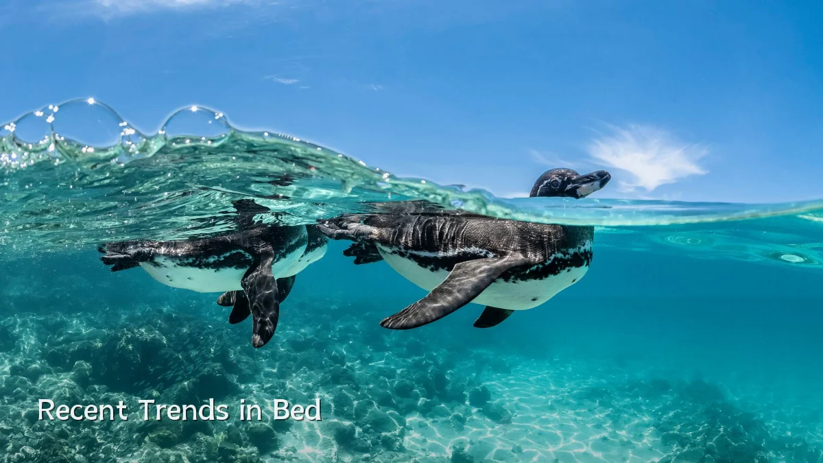 Recent Trends in Bed